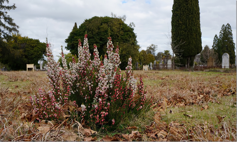In BloomPhotography by Judy Hofmeyer